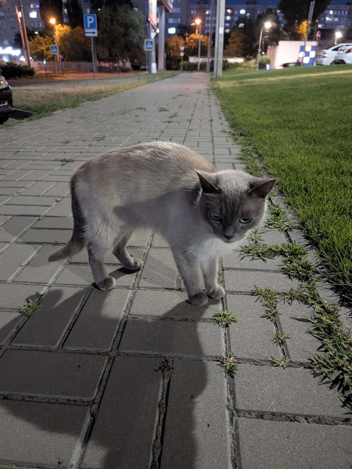 Серый кот